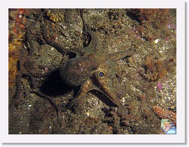 2008-11-24 Malibu Night Dive * (76 Slides)